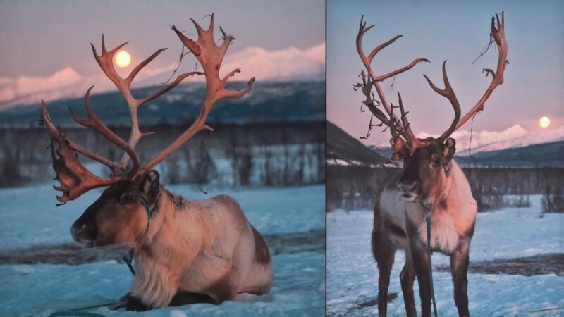 Tromso: Reindeer Sledding with Chance to See Northern Lights - What to Expect from This Arctic Adventure