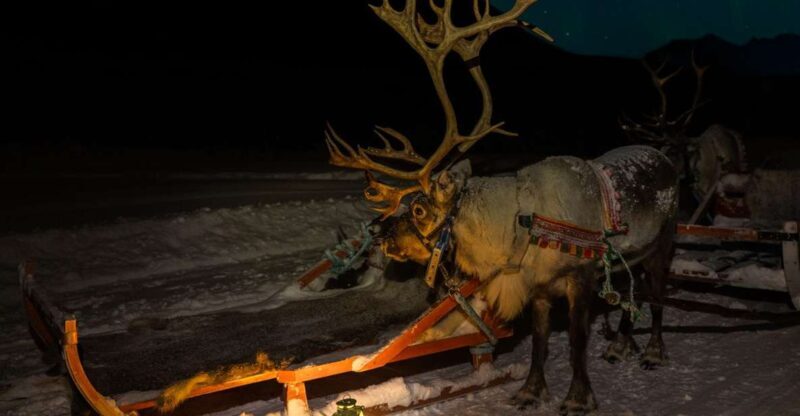 Tromso: Reindeer Sledding with Chance to See Northern Lights - Real Traveler Experiences