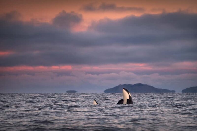 Tromsø: Responsible Whale Watching Cruise Aboard MS Alba - The Comfort and Logistics