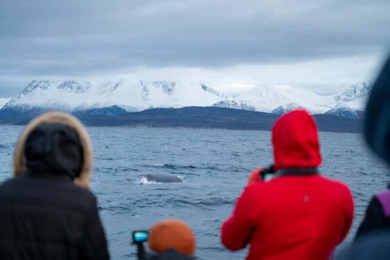 Tromsø: Responsible Whale Watching Cruise Aboard MS Alba - The Price and Value