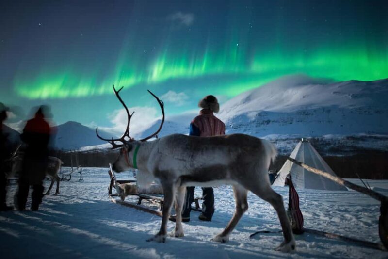 Tromsø: Sami Culture, Northern Lights and Reindeer Feeding - Tromsø: Sami Culture, Northern Lights and Reindeer Feeding – A Balanced Look