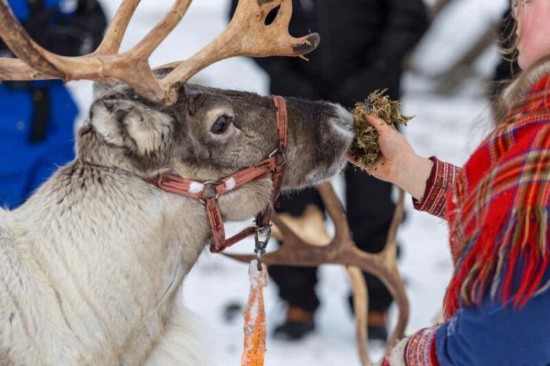 Tromsø: Sami Culture, Northern Lights and Reindeer Feeding - The Experience: What Travelers Are Saying