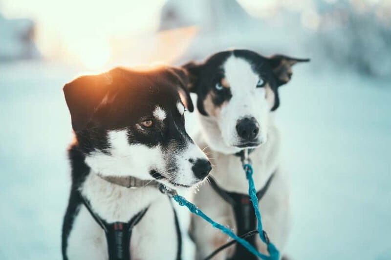Tromsø: Self-Drive Husky Dog Sledding Adventure - The Experience: What to Expect