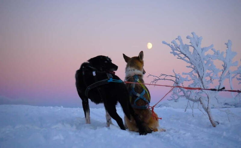 Tromsø: Self-Drive Husky Dog Sledding Adventure - FAQ