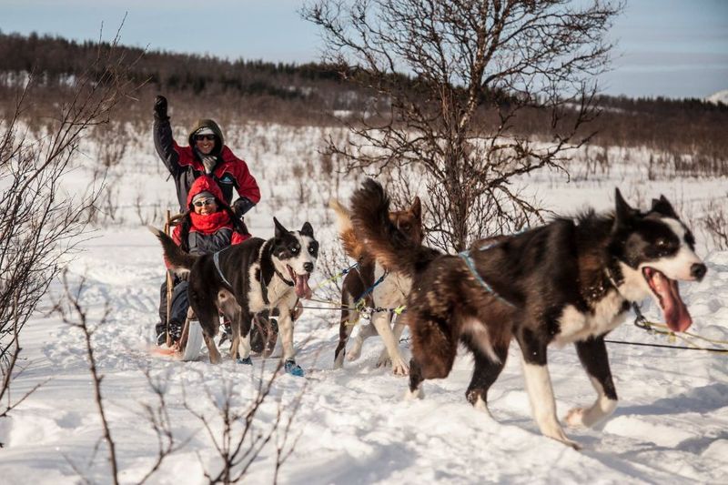 Tromsø: Self-Drive Husky Dog Sledding Adventure - Hills and pace: where the effort comes in