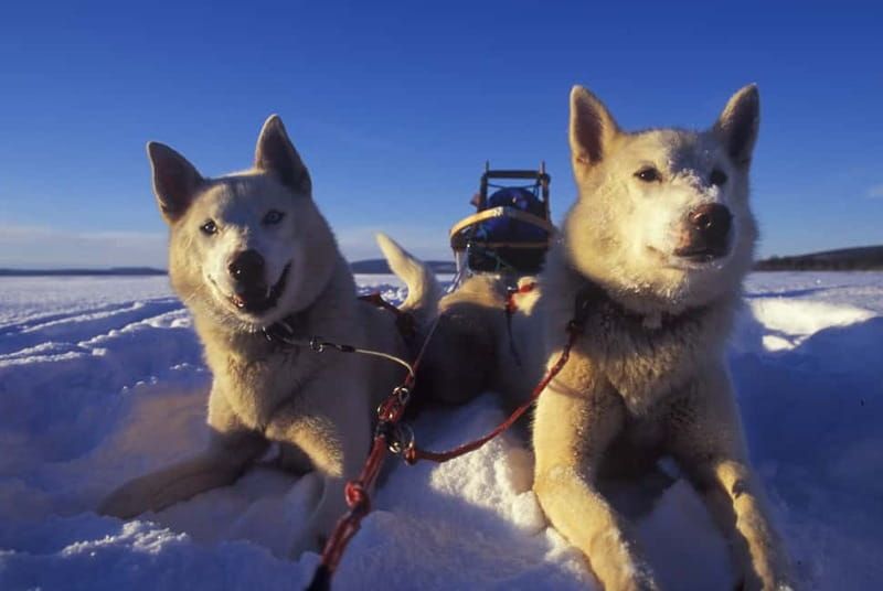 Tromsø: Self-Drive Husky Dog Sledding Adventure - Photos and space: what you can bring on the sled