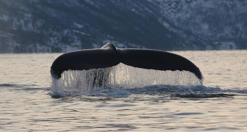 Tromsø: Skjervøy Pilothouse Boat Whale Watching Tour - Who this tour is perfect for: