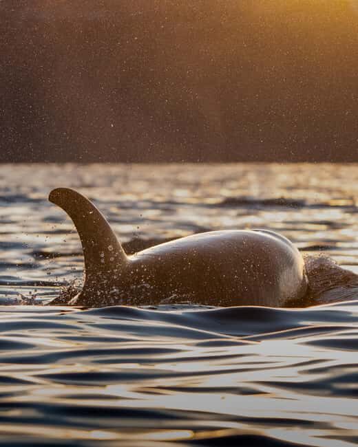 Tromsø: Skjervøy Pilothouse Boat Whale Watching Tour - Key Points