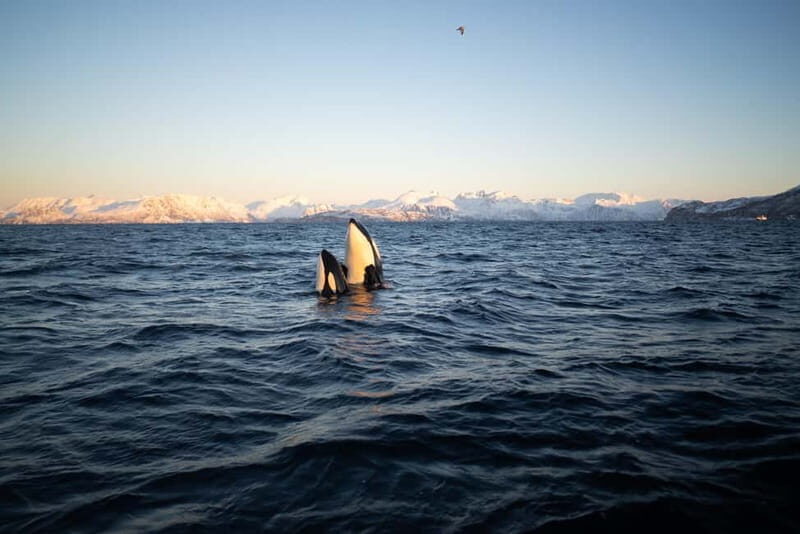 Tromsø: Skjervøy RIB Whale Watching Tour - Who Is This Tour Best For?