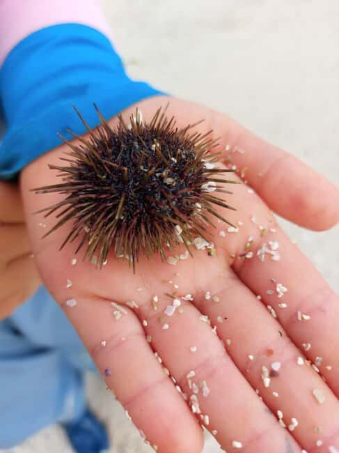 Tromsø: Sommaroy Fjord Tour with Lunch Option - Food and Refreshments