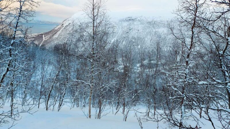 Tromsø Street to Wilderness: Guided Snowshoe Hike - Discovering Tromsø’s Arctic Wilderness on Snowshoes