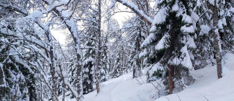 Tromsø Street to Wilderness: Guided Snowshoe Hike - The Practical Details