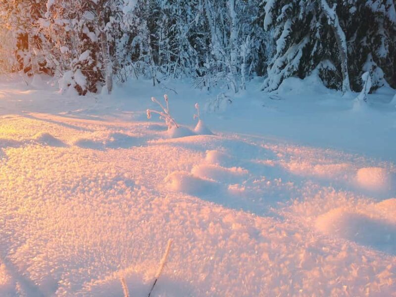Tromsø Street to Wilderness: Guided Snowshoe Hike - The Sum Up