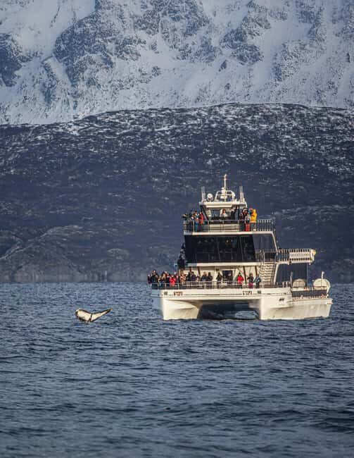 Tromsø: Whale Watching Tour by Hybrid-Electric Boat - Key Points