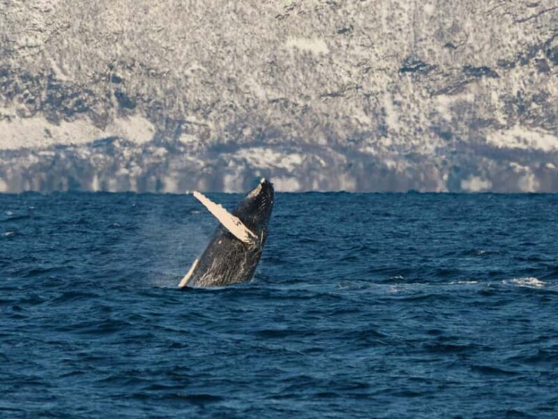 Tromsø: Whale Watching Tour by Hybrid-Electric Boat - A Closer Look at the Experience