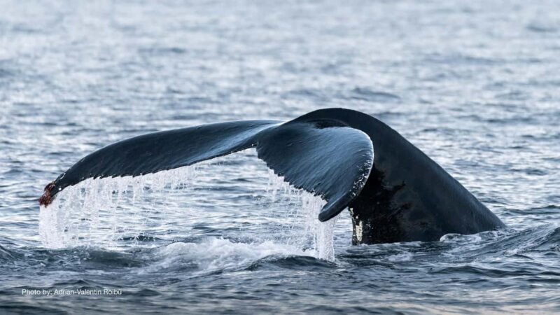Tromsø: Whale Watching Tour by Hybrid-Electric Boat - Wildlife Encounters & Ethical Viewing
