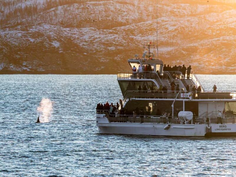 Tromsø: Whale Watching Tour by Hybrid-Electric Boat - Who Should Consider This Tour?