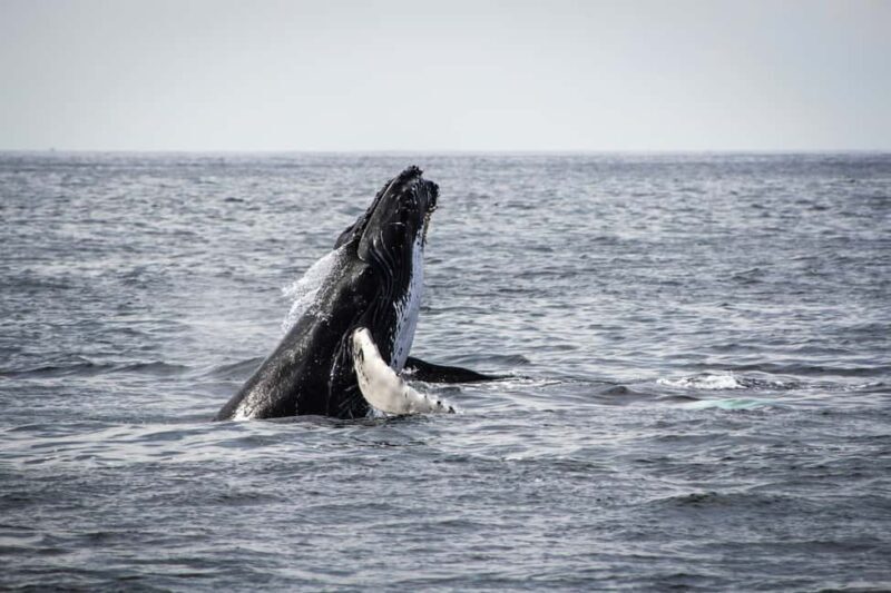 Tromsø: Whale Watching VIP Boat Tour with Lunch - Lunch on Board: Hearty and Local