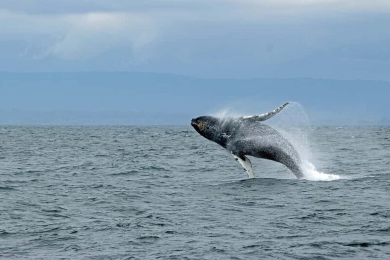 Tromsø: Whale Watching VIP Boat Tour with Lunch - FAQ