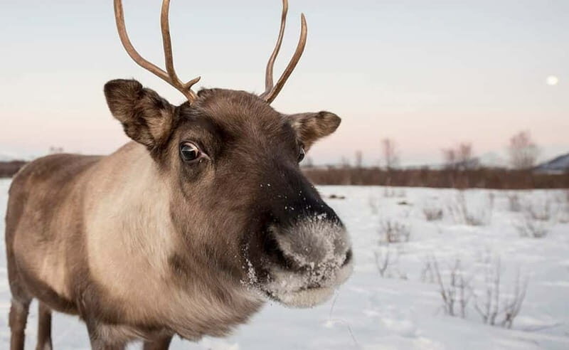 Tromsø: Winter Fjord Road Trip - Final thoughts