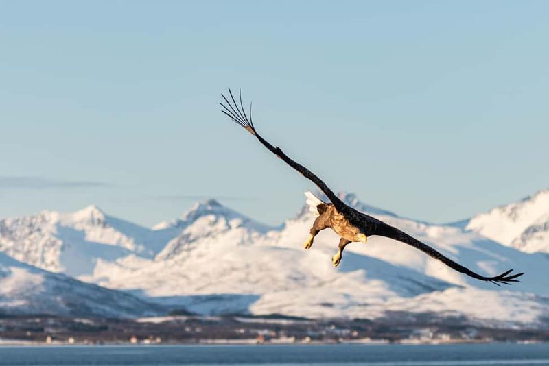 Tromsø: Arctic Fjord Cruise & Fishing Experience - Ramfjord fishing: how the crew turns the pause into an activity