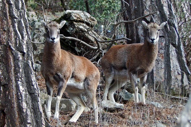 Troodos Jeep Safari from Protaras,Ayia napa & Larnaca - Who’s This Tour Perfect For?