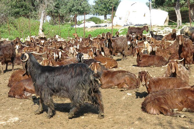 Troodos Mountains Villages: All Inclusive Food & Wine Day Tour - Who Will Love This Tour?