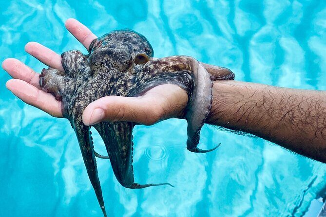 Tropea - Santa Domenica - Capo Vaticano - Who should consider this tour?