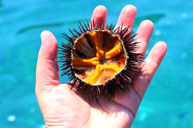 Tropea: Scoglio delle Sirene Snorkeling Cruise with Aperitif - Practicalities and Tips