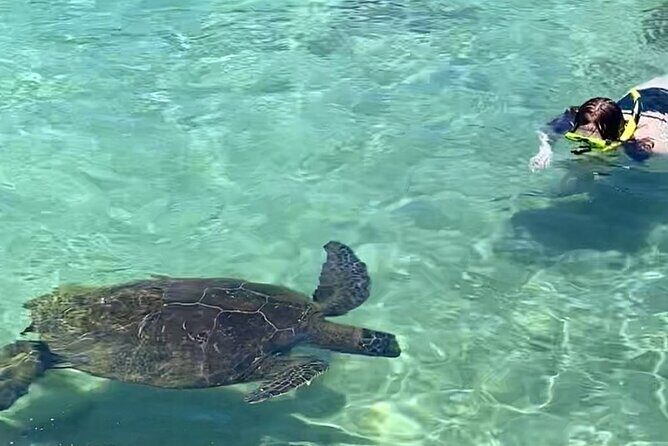 Tropical Reef & Wildlife Boat Snorkel Adventure - Final Thoughts