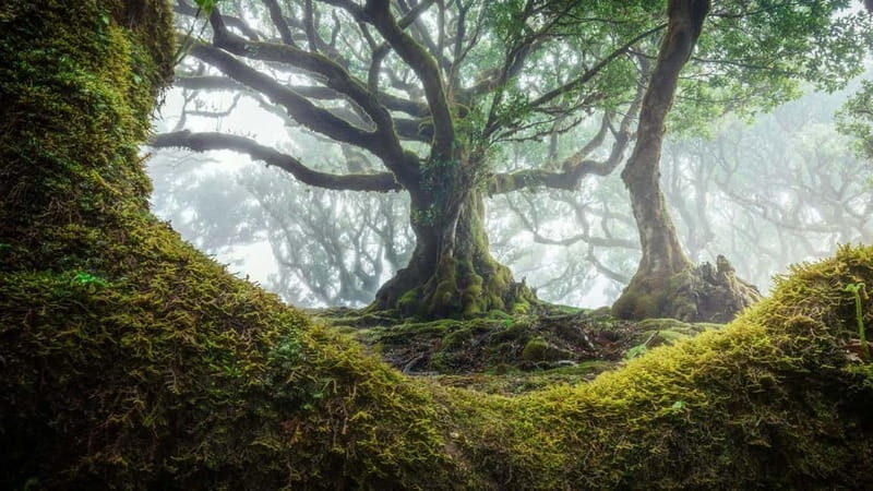 Tropical Tide, Porto Moniz & Fanal Forest 4WD Jeep Tour - Final Thoughts: Who Should Consider This Tour?