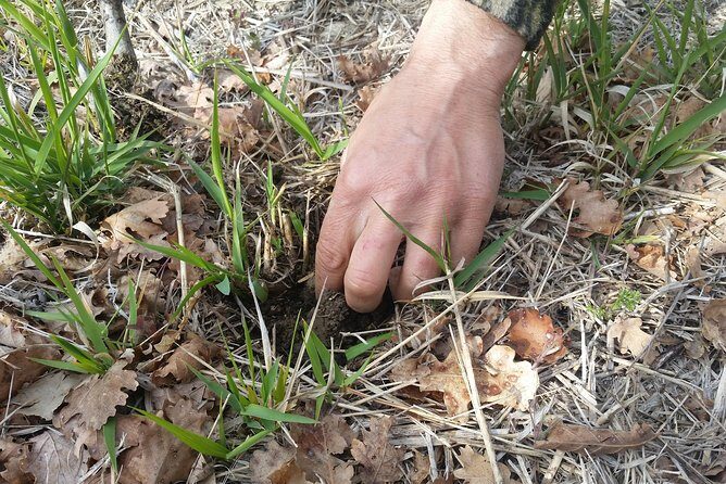 Truffle Hunt & Bio Lunch in Assisi - The Experience in Detail
