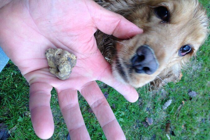 Truffle Hunting and Handmade Pasta in Ascoli Piceno - Practical Details: What You Should Know