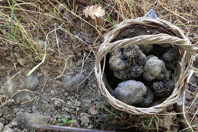 Truffle Hunting and Handmade Pasta in Ascoli Piceno - Authenticity and Value: What Makes It Stand Out
