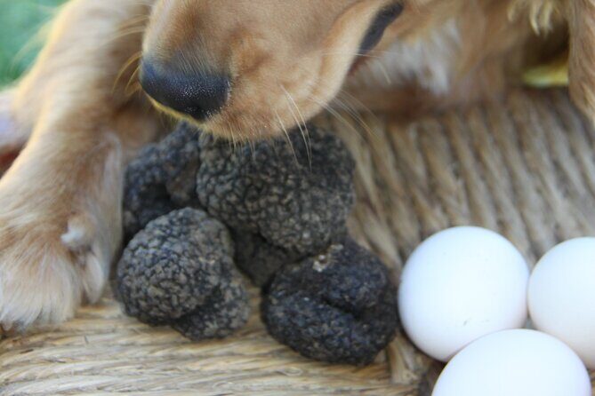 Truffle Hunting and Handmade Pasta in Ascoli Piceno - FAQ