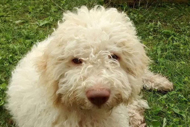 Truffle hunting and lunch experience in a restaurant - The Experience: What You Can Expect