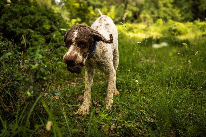 Truffle Hunting at Meteora - What Makes This Tour Stand Out