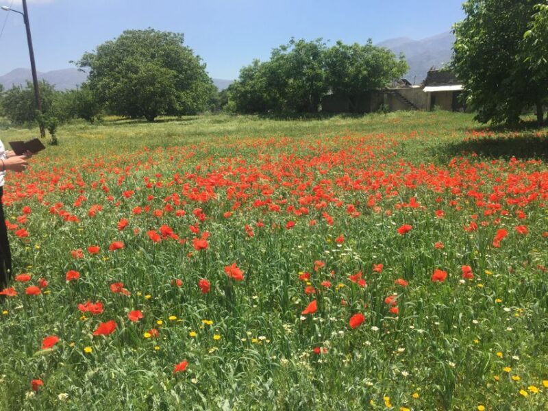 Truffle Hunting, Culinary & Wine Celebration from Heraklion - Final Thoughts