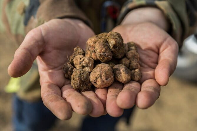Truffle hunting experience with lunch and Chianti wine tasting - What the Tour Includes and Why It Matters