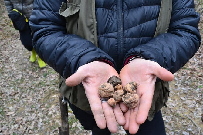 Truffle Hunting Experience with Lunch in San Miniato - Wine, Value, and What You’re Paying For