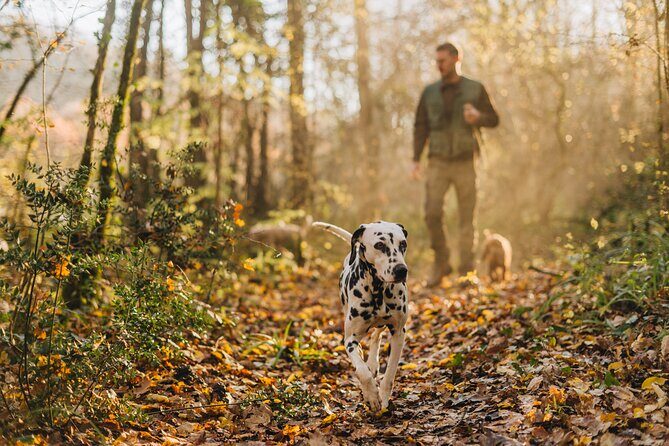 Truffle hunting for Nature Enthusiasts - Truffle Hunting for Nature Enthusiasts in Istria: An Honest Look