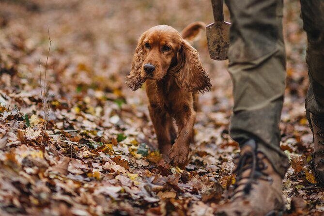 Truffle hunting for Nature Enthusiasts - The Experience in Detail