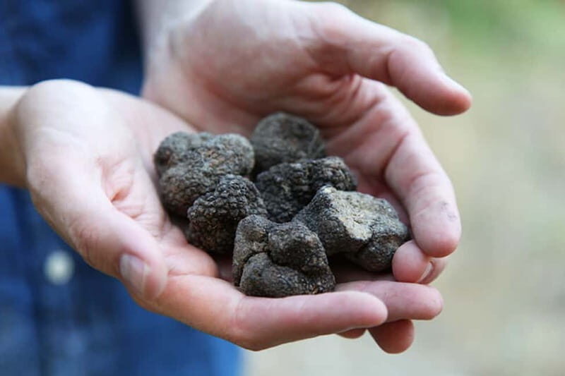 Truffle Hunting in Provence - Scenic Tour of the Farm and Surroundings