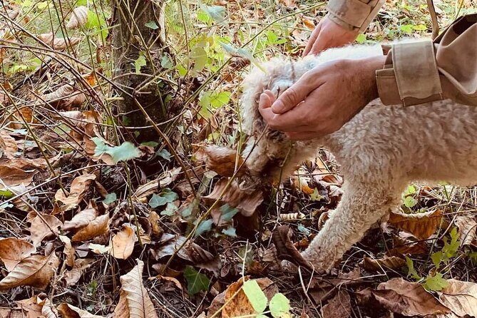 Truffle Hunting in San Miniato in Tuscany with Tasting - FAQ