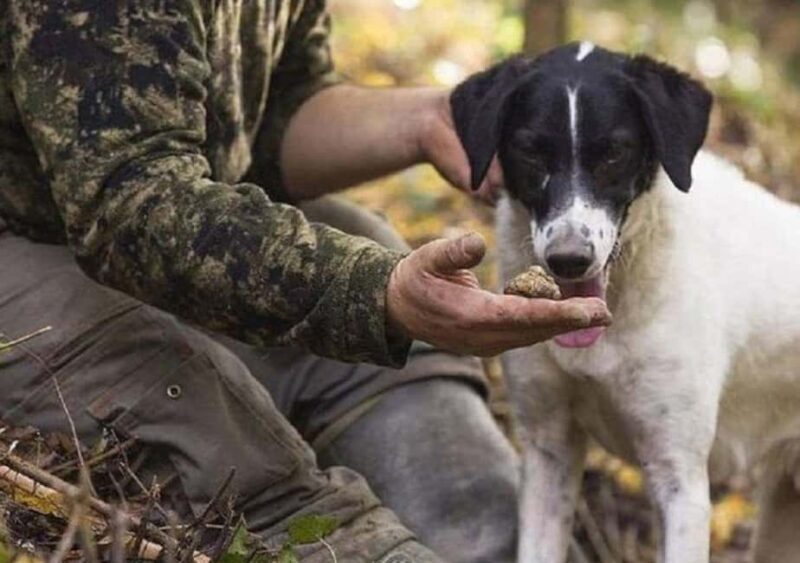 Truffle Hunting In The Hills Of Tuscany - Why We Think This Tour Is Worth Considering