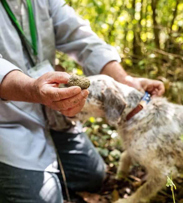Truffle hunting in the Langhe - Truffle hunting with a real truffle hunter - What Travelers Are Saying