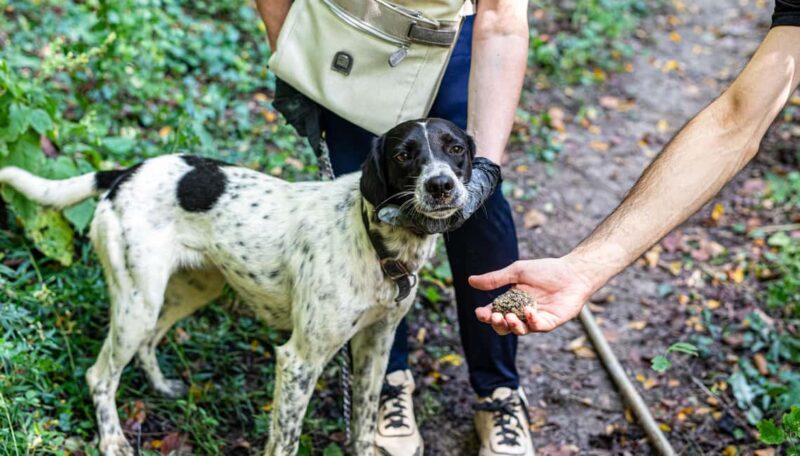 Truffle hunting in the Langhe - Truffle hunting with a real truffle hunter - FAQ