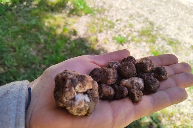 Truffle hunting in the Sicani mountains: a unique experience in Sicily - Key Points