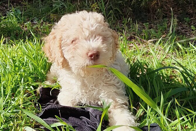 Truffle hunting in the Sicani mountains: a unique experience in Sicily - Pricing and Value