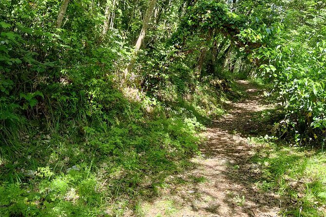 Truffle hunting in the Sicani mountains: a unique experience in Sicily - The Sum Up